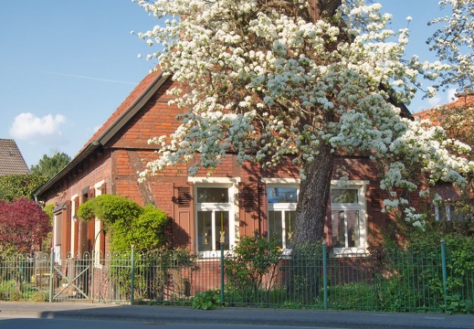 PG02 007Altes Wohnhaus im Zentrum Roxels mit blühendem BirnbaumMai