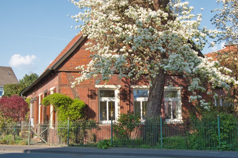 PG02 007Altes Wohnhaus im Zentrum Roxels mit blühendem BirnbaumMai.jpg