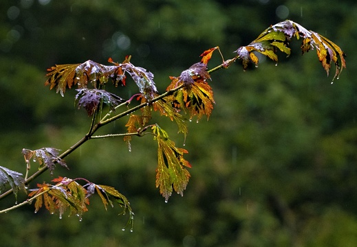 Herbstlicher Regen