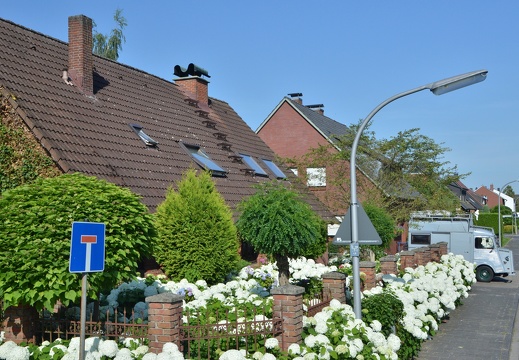 Hortensienblüte an der Paul-Gerhardt- Straße