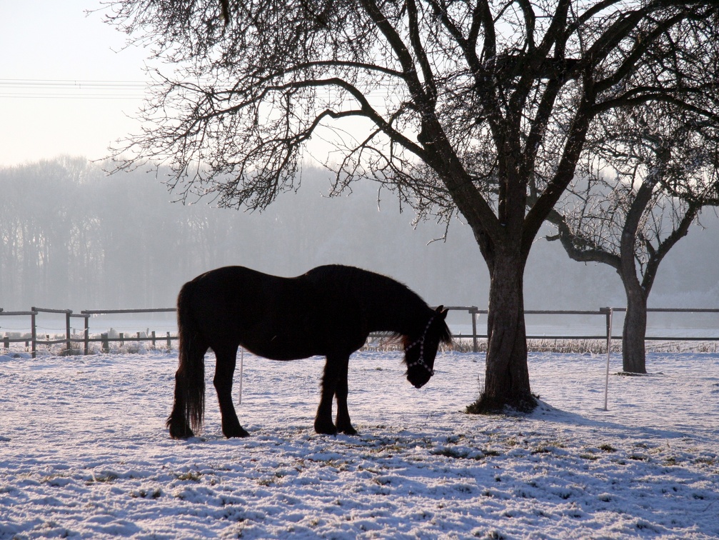 Pferd_unter_Baum_an_der_Welsingheide_im_Schnee