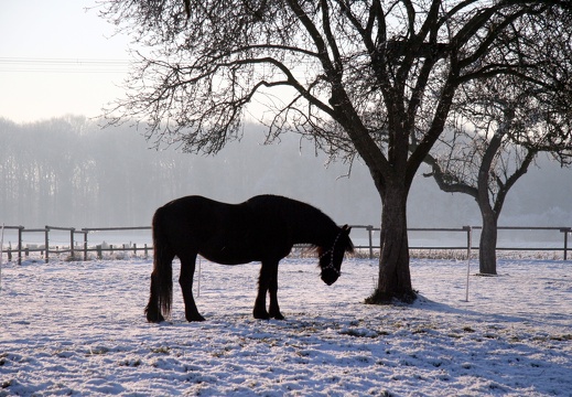 Pferd_unter_Baum_an_der_Welsingheide_im_Schnee