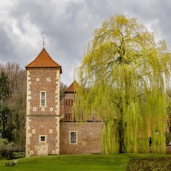 Trauerweide  vor Burg Hülshoff