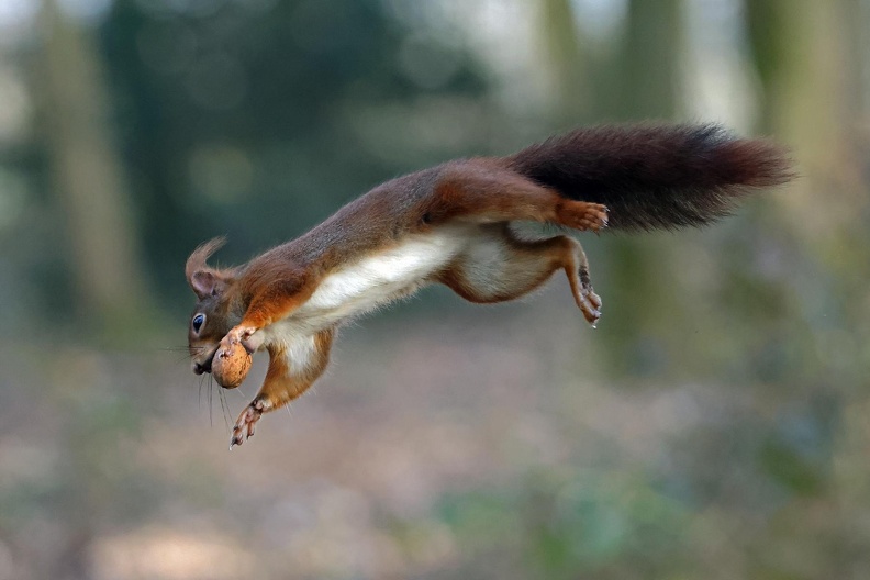 Springendes Eichhörnchen.JPG