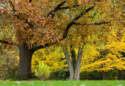 HH  Hülshoffs Park im Herbst
