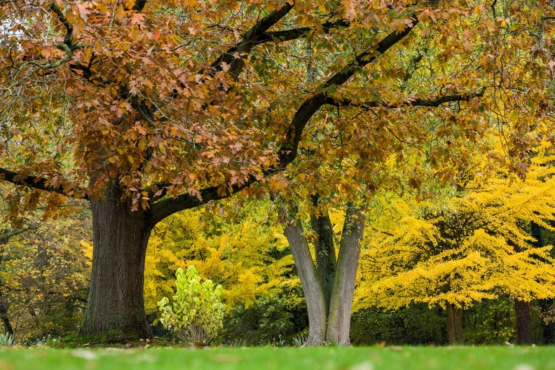 HH  Hülshoffs Park im Herbst.JPG