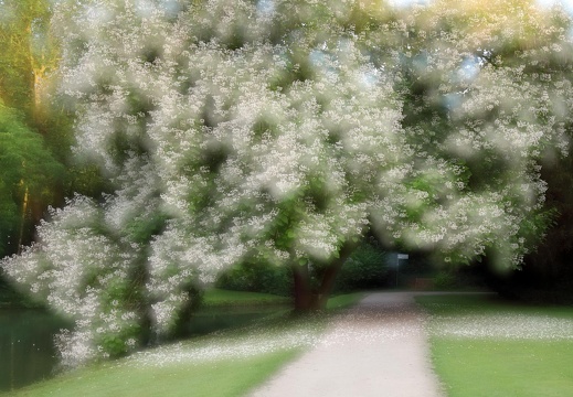HH Catalpa an der Gräfte
