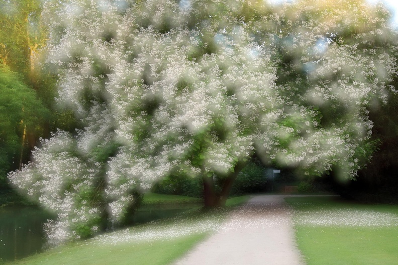 HH Catalpa an der Gräfte.JPG