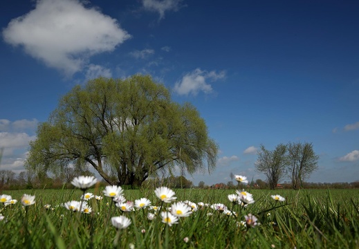 HH Weide in Natrup