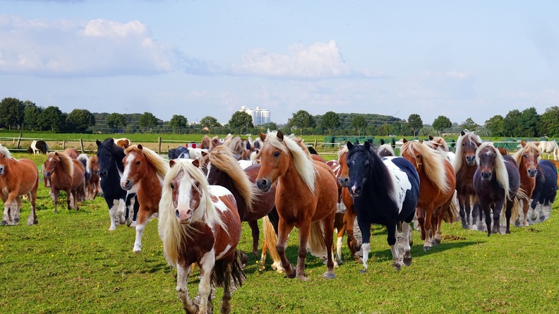 Ponies vor Klinik.jpg