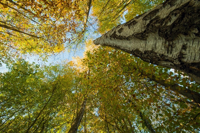 Herbstfarben .JPG