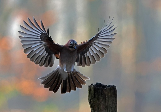Eichelhäher im Anflug
