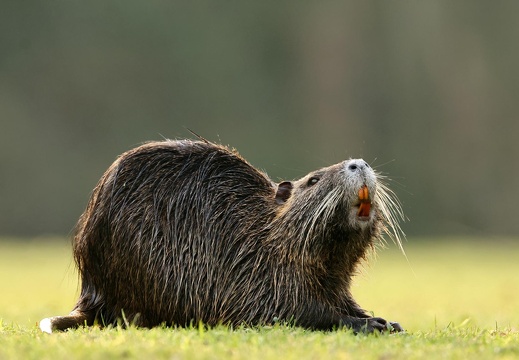 Nutria