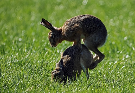 Paarungszeit der Feldhasen