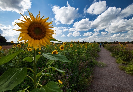 15 Lyrikweg nahe Hülshoff