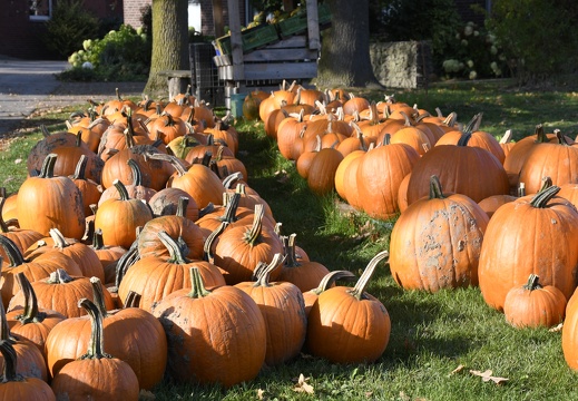 MH  DSC1301 Kürbisse am Hof Averweg