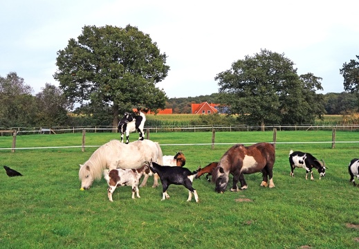 P.O. DSC06430 Kleiner Zoo Richtung Nienberge
