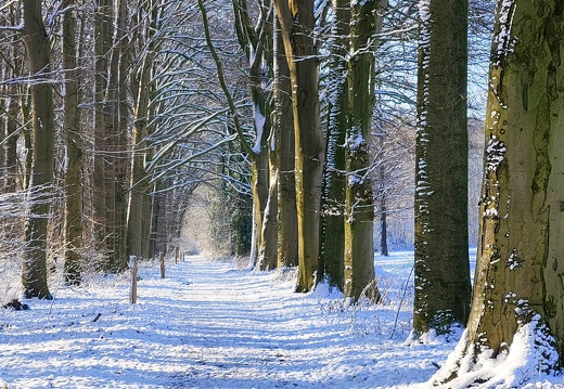 Buchenallee zum Anwesen Hoffmann / Altenroxel
