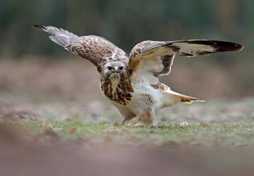 Hell gefärbter Mäusebussard