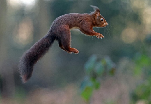 Kleiner Sprungkünstler