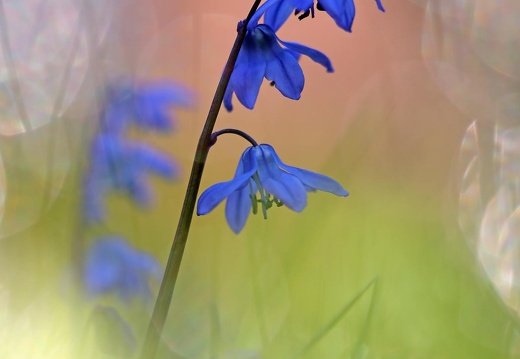 Blaustern im Abendlicht