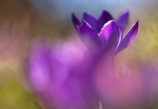 Krokusse im Frühjahr