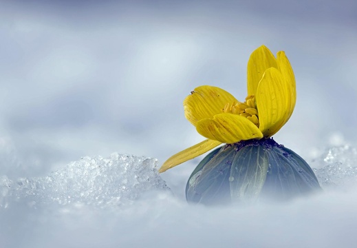 Winterling im Schnee