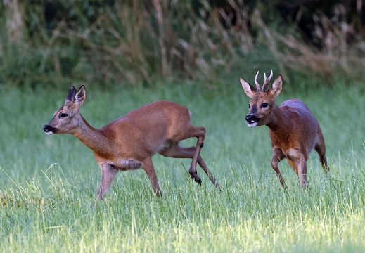 Blattzeit beim Rehwild