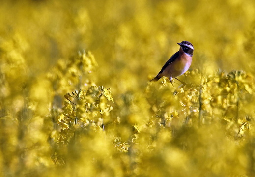 Braunkehlchen im Raps