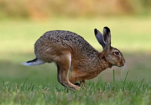 Schneller Hase