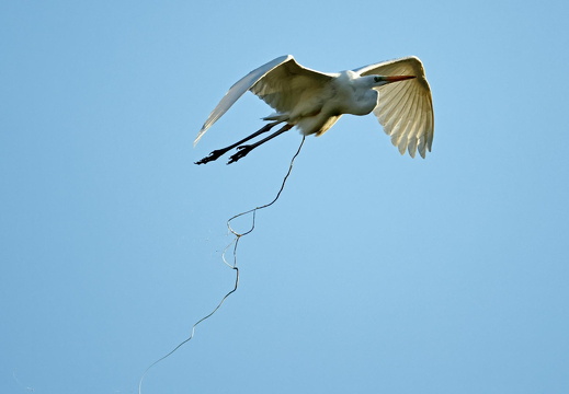 Silberreiher im Flug