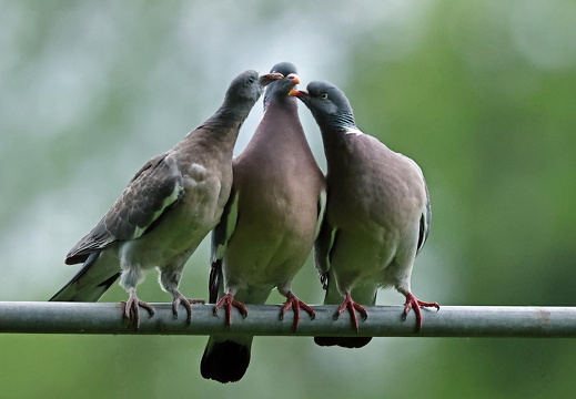 Wildtaubenfamilie